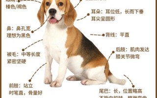 比格犬疾病，简述比格犬的品种特征及用途