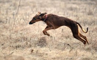 猎兔犬如何练速度，猎兔犬怎么喂养提高速度