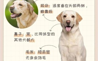 拉布拉多犬的特点是什么，拉布拉多狗狗的特点