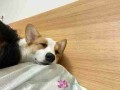 不同狗狗睡眠不同 狗睡眠质量