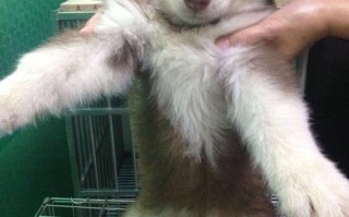 巨型阿拉斯加犬多少钱一只幼犬，巨型阿拉斯加犬多少钱一只幼犬