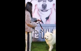 训萨摩耶犬视频，训萨摩耶视频教程全集