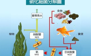 养鱼硝化系统，养鱼硝化系统设计