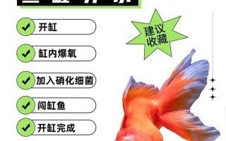 养鱼初学者，零基础实战养鱼教程