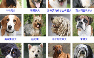 犬的习性与特点 犬的特性有哪些