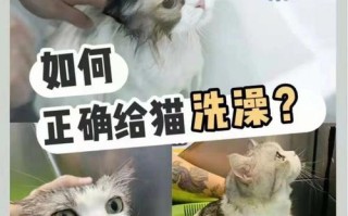 给暹罗猫洗澡的方法技巧视频，给暹罗猫洗澡用多少度的水