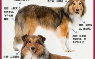 喜乐蒂牧羊犬的优缺点，喜乐蒂牧羊犬贵吗