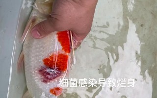 锦鲤鱼常见病怎么处理，锦鲤鱼疾病大全