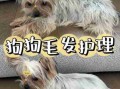 克伦伯猎鹬犬毛发护理 克伦勃猎犬