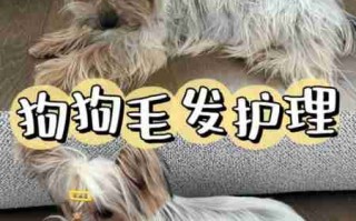 克伦伯猎鹬犬毛发护理 克伦勃猎犬