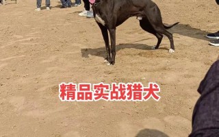 猎兔犬的优缺点，猎兔犬好养吗性格怎么样