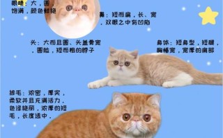 加菲猫饲养攻略，加菲猫饲养攻略视频