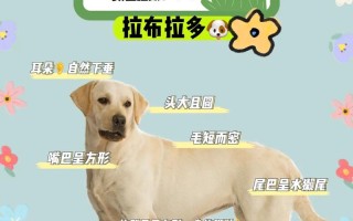 拉布拉多寻回犬多少钱一只，拉布拉多寻回犬简介