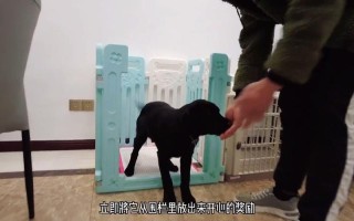 拉布拉多犬怎样训犬视频，拉布拉多犬训狗视频