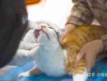 医生给出专业猫咪喂食方法 猫咪喂养 知乎