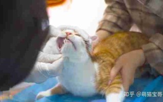 医生给出专业猫咪喂食方法 猫咪喂养 知乎