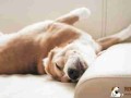 犬的睡眠 狗的睡眠时间是多长时间