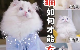 布偶猫喂养技巧大全，布偶的喂养方法