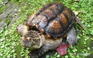 鳄鱼龟怎么养殖技术，鳄鱼龟怎么养殖技术的