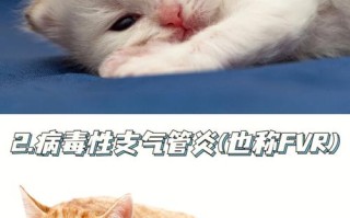 波斯猫感冒的病因是什么引起的，波斯猫生病是什么状态