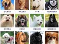 犬只特性介绍 犬只类型是什么