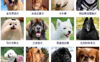 犬只特性介绍 犬只类型是什么