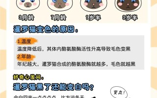 如何挑选暹罗猫?选购指南，怎么挑暹罗