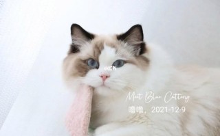 布偶猫价格一览表2021，布偶猫价格一览表2021最新