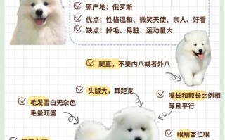 饲养萨摩耶犬的十大要点是什么，饲养萨摩耶犬攻略