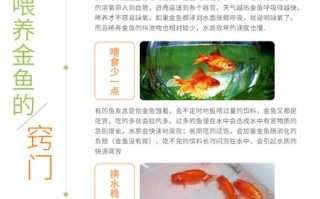 金鱼的饲养管理技术，金鱼的饲养管理技术要点