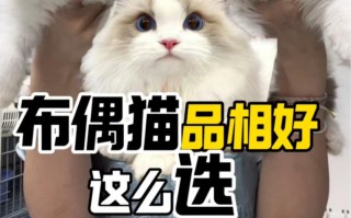 怎么样看布偶猫的品相，如何看布偶猫品相好不好