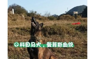 马犬基本科目，马犬训练一个科目要多久