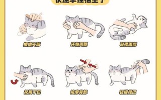 训练猫捉老鼠的三大方法是什么，如何训练宠物猫抓老鼠