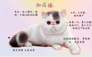 加菲猫一般多少价位，加菲猫一般价格多少