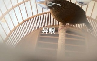 画眉鸟的叫声画眉鸟叫声，画眉鸟叫声好听播放