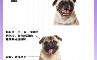 巴哥犬的缺点，巴哥犬的4个缺点