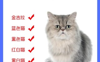 波斯猫性格特点咬人，波斯猫的行为特点