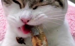 猫吃鱼还吃什么食物，猫吃鱼好么