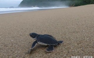 小海龟爬向大海视频，小海龟爬呀爬