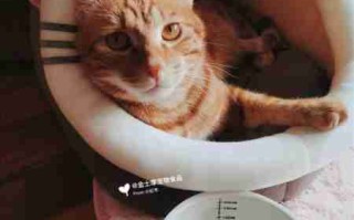 如何训练猫咪听话 怎样养猫能让猫听话