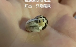 通心粉鼠介绍，通心粉鼠贴吧