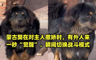 蒙古牧羊犬多少钱一只幼犬，蒙古牧羊犬和蒙古獒的区别