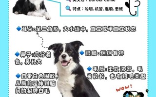 边境牧羊犬多大可以训养，边境牧羊犬几个月成年