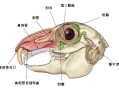 兔子怎么磨牙，兔子怎么磨牙图片