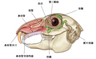 兔子怎么磨牙，兔子怎么磨牙图片