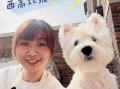 犬美容的基本手法 宠物狗狗美容教程视频