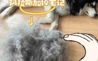 阿拉斯加雪橇犬毛发梳理 阿拉斯加雪橇犬什么时候换毛