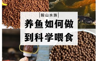 养鱼喂养，养鱼喂食小妙招