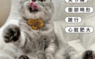 折耳猫怎么科学喂养，折耳猫咪怎么养