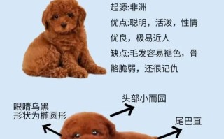 如何挑选泰迪犬?选购方法，如何选泰迪狗